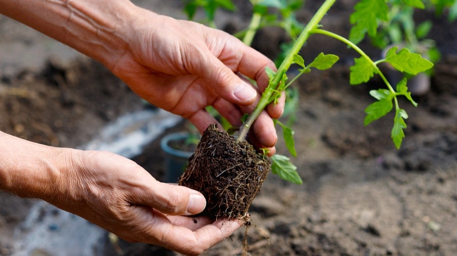 Укладываю стебель наклонно и засыпаю землей до первых зеленых листьев — вся эта часть даст дополнительные корни