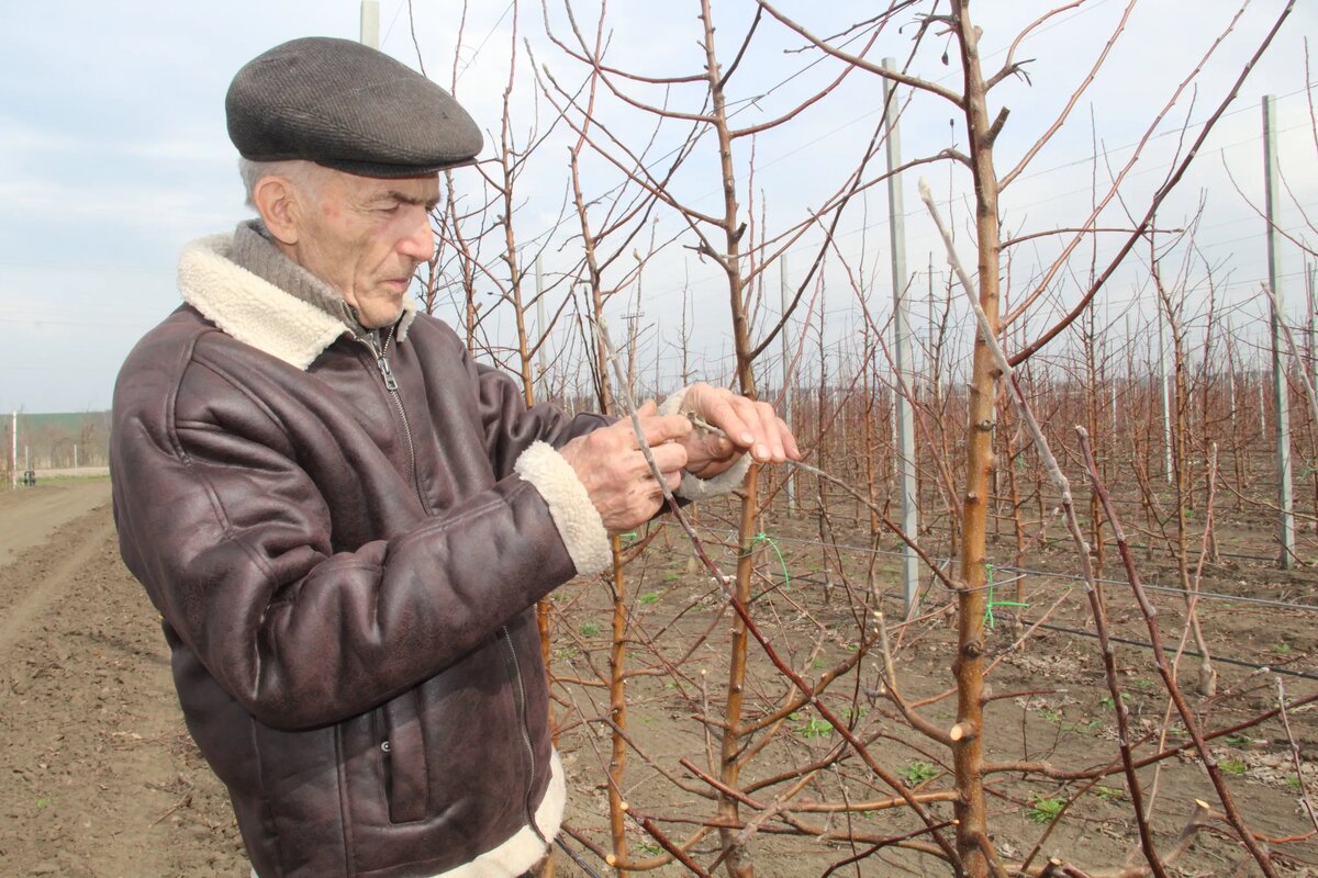 Директор ООО «Лидер» Владимир Платошин осматривает молодой сад после зимы.