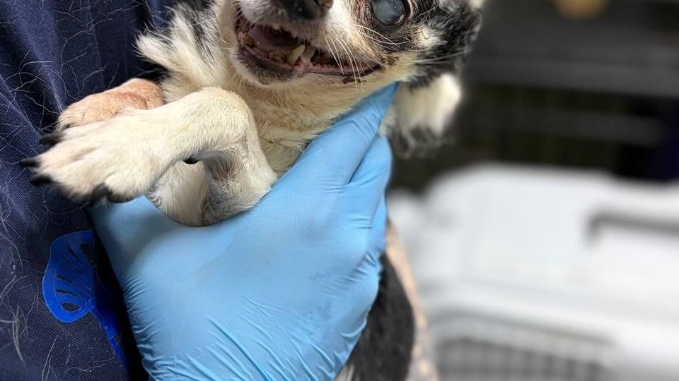 Друзья,я напоминаю ,что в стационаре клиники Добровет трое хвостиков приюта...Бабулечка Сима долечивается и готовится на завтра к выписке