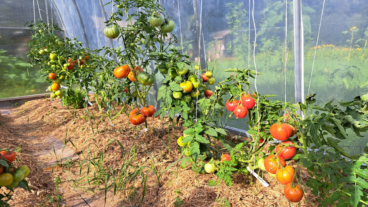 Томаты, которые я не поливаю