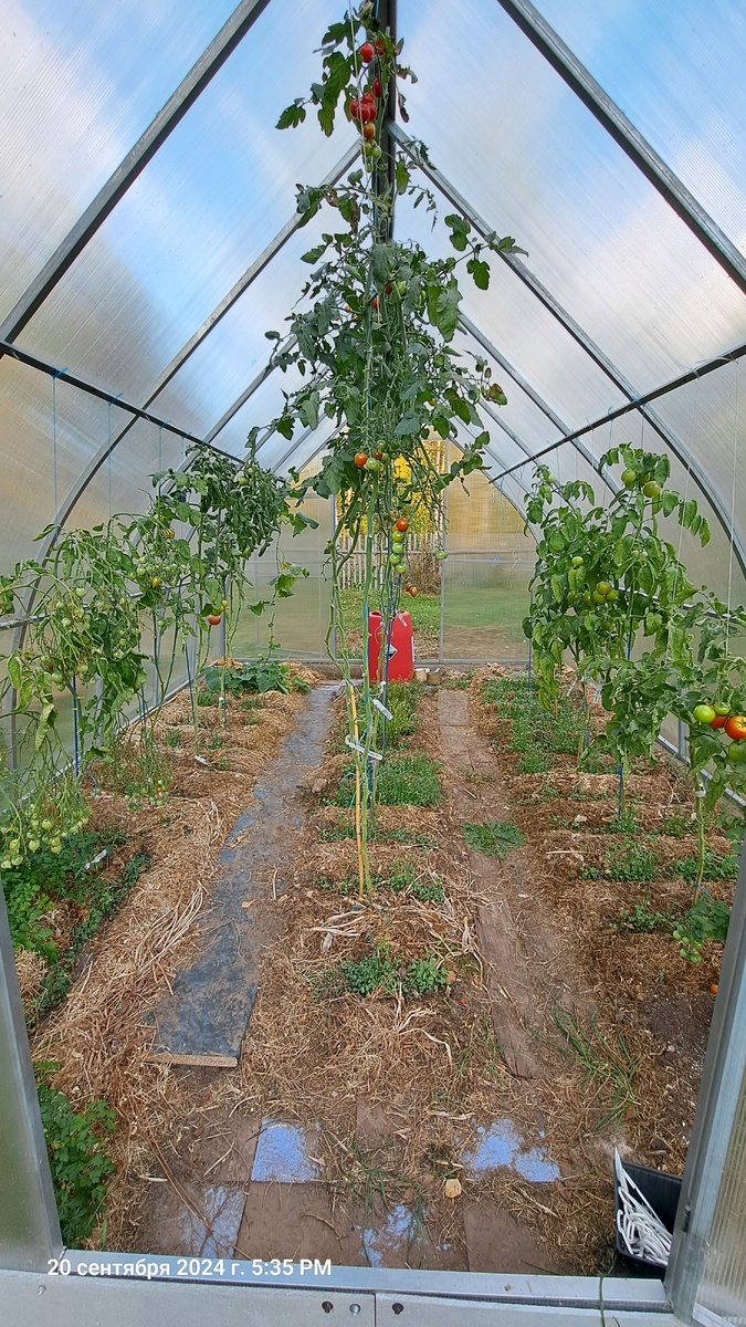 Неспешно растут сидераты между томатами