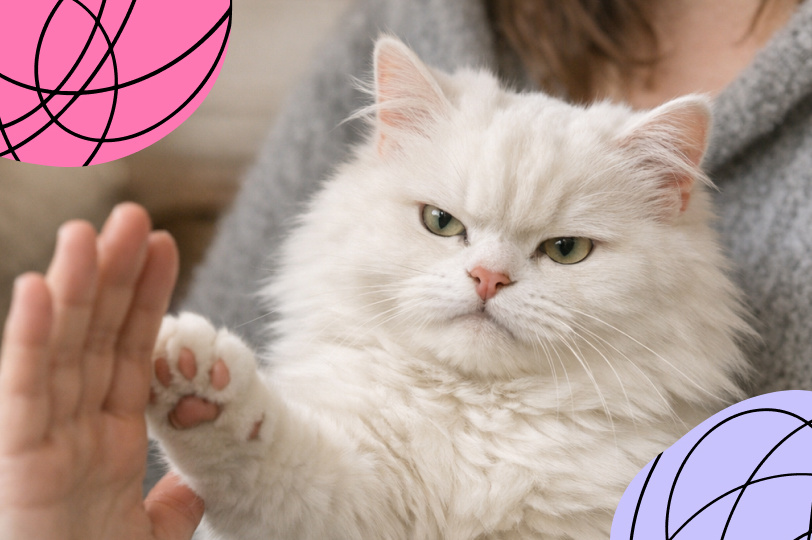 Здоровая агрессия. Как поставить себя на первое место осознанно, экологично, без чувства вины