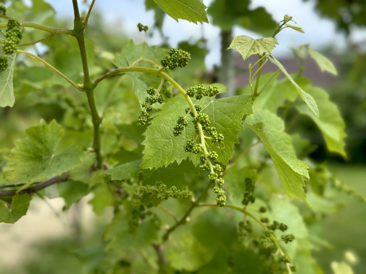 Фото: РБК Юг