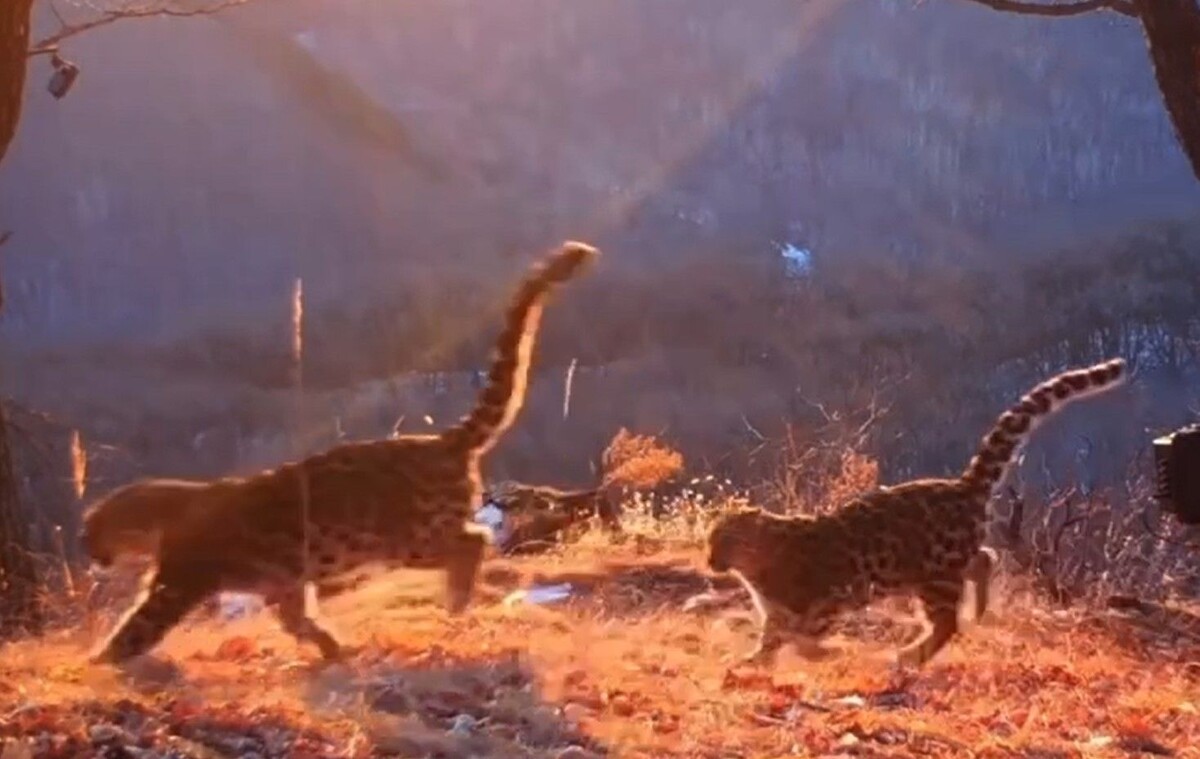     / Источник: кадр из видео