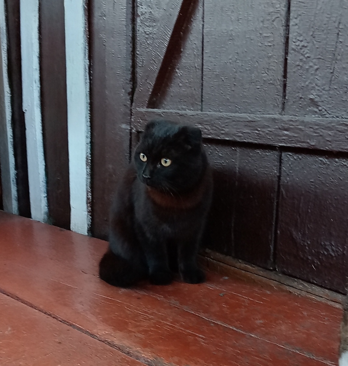 Гостья  или гость? 