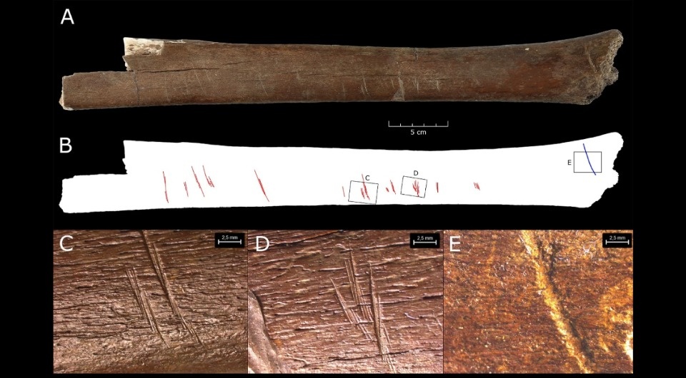   Ivo Verheijen et al. / Scientific Reports, 2026