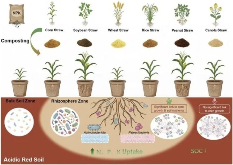    Компостирование соломы пожнивных остатков как способ повысить урожай кукурузы