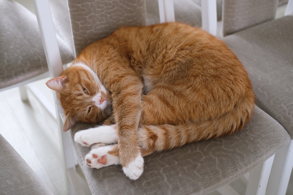 Фото для привлечения внимания. Кот Ричард - бренд Приоратского дворца в Гатчине. Источник фото: Официальный сайт ГМЗ «Гатчина» https://gatchinapalace.ru/