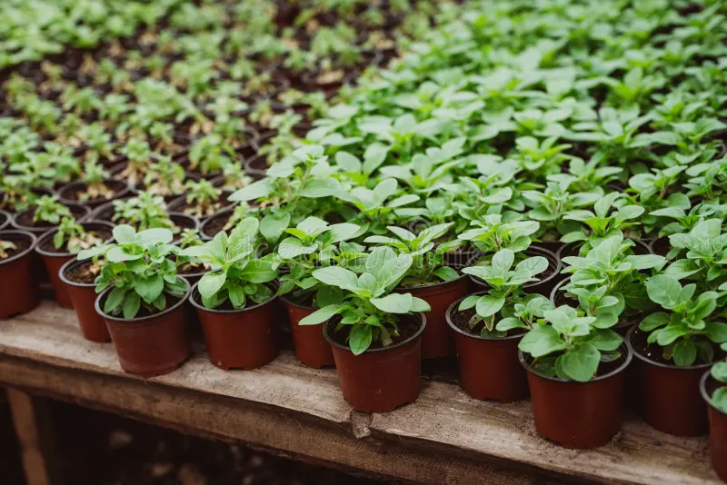 7 ошибок при выращивании рассады, из-за которых вы теряете до 50% урожая — проверьте себя прямо сейчас