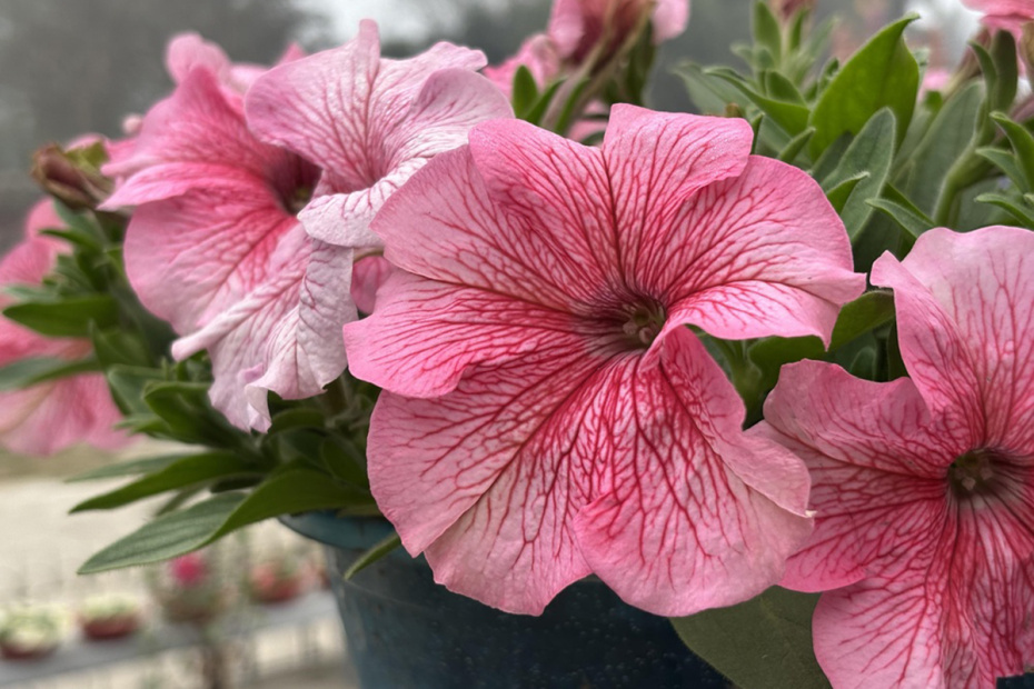    Shutterstock/FOTODOM