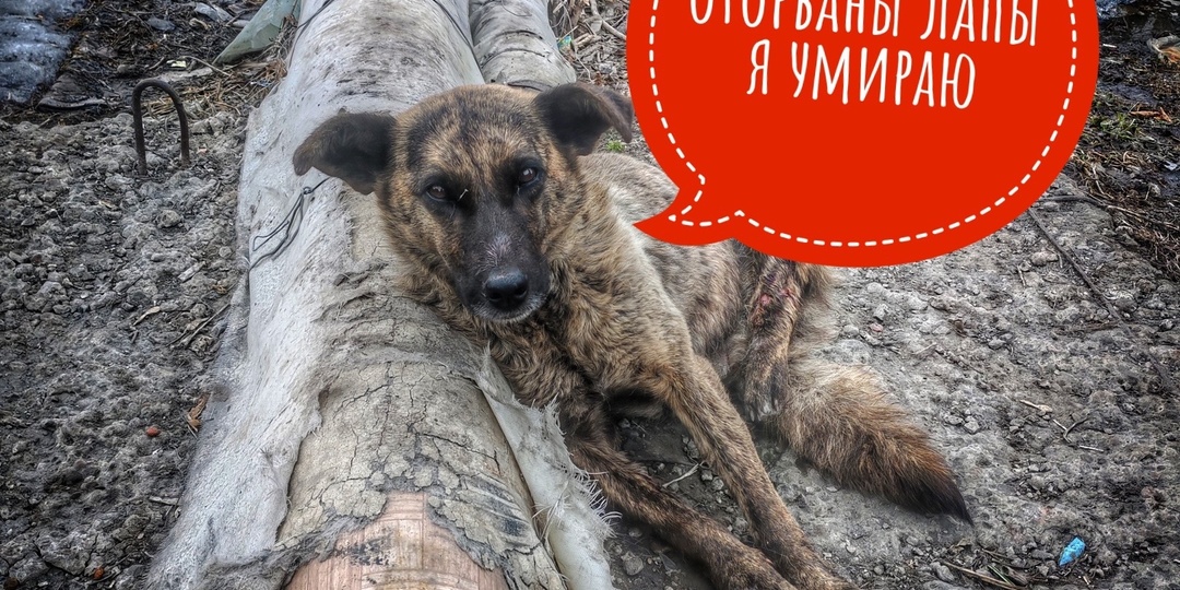 Судьба Гертруды: выброшенная хозяином, умирающая на теплотрассе!