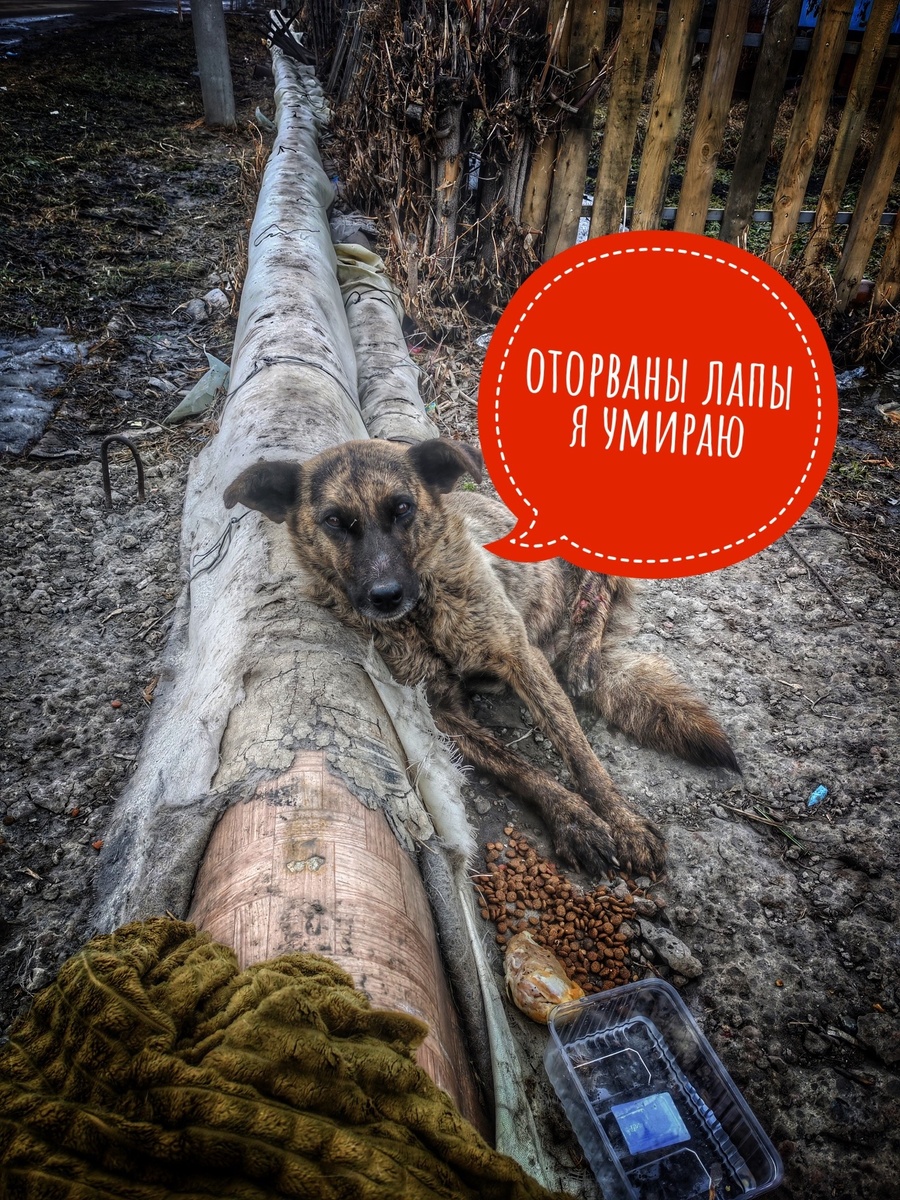 Хозяин выгнал собаку, которая легла тихонько умирать с разодранными лапами на теплотрассе