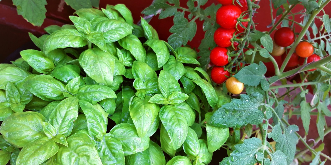 Секретные соседи на грядке: 5 пар растений, которые усиливают рост друг друга и увеличивают урожай без химии