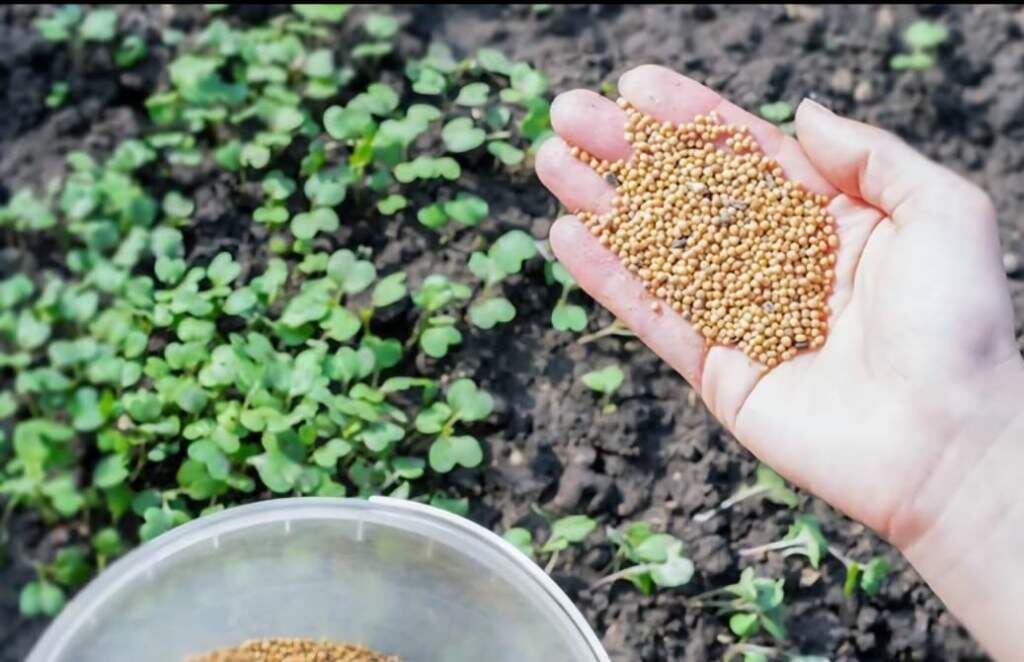    Фото: Россельхозцентр по Ростовской области. Екатерина Молчанова