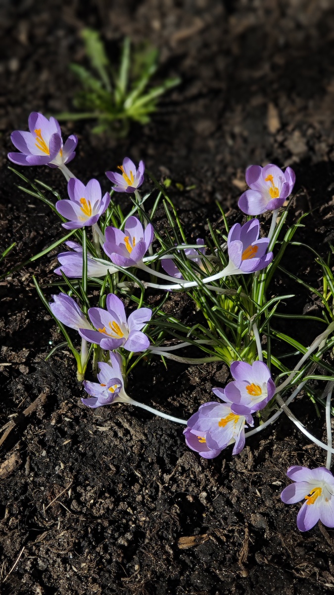 В остальных зонах крокусы еще не распустились - позже сравним фотографии разных сортов с моими записями о посадках и узнаем их имена