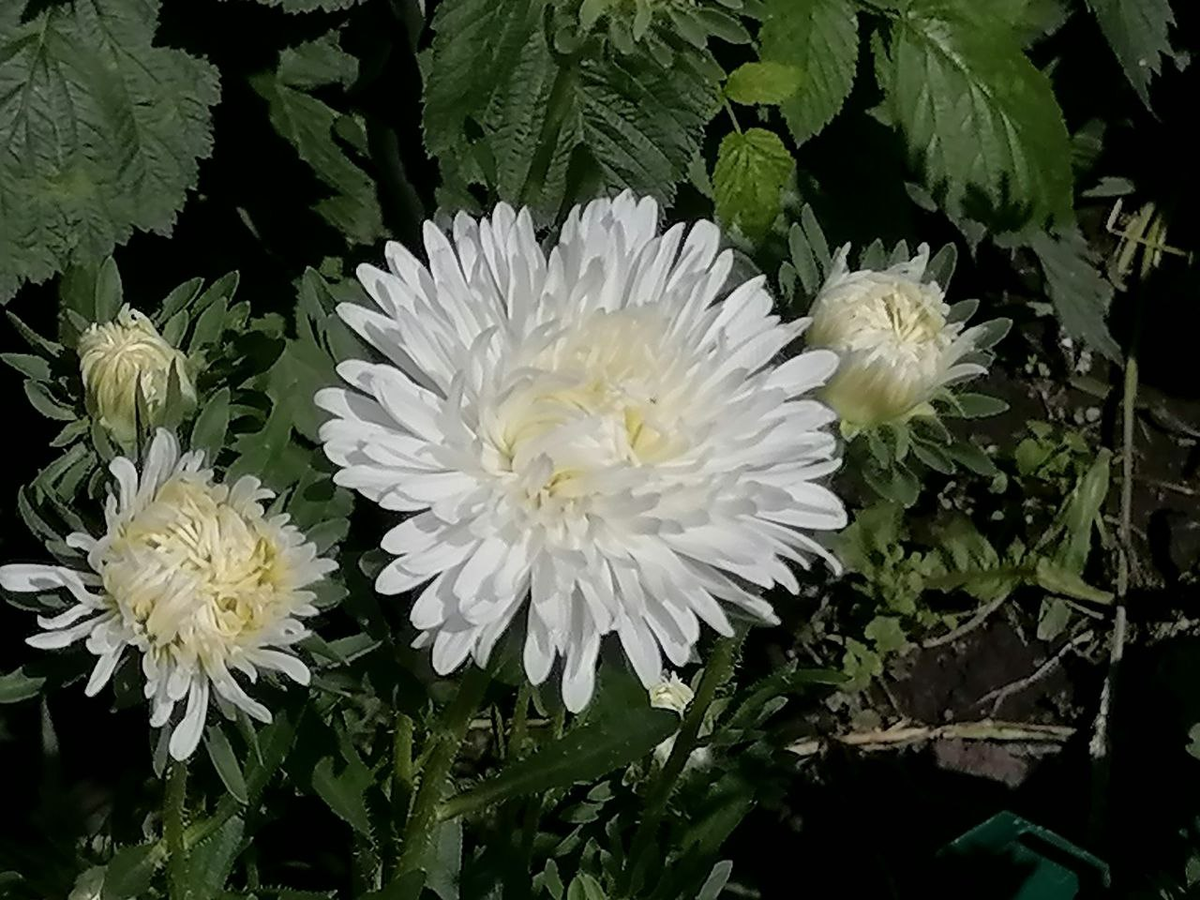 Астра Воронежская белая, фото автора