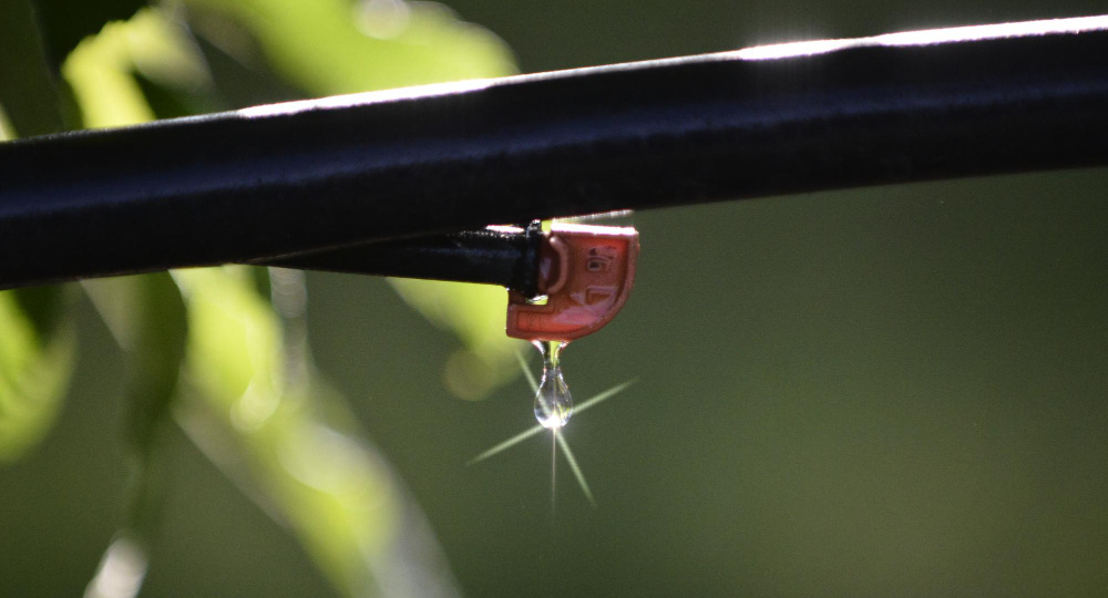Как капельный полив повышает урожайность и снижает затраты в агробизнесе