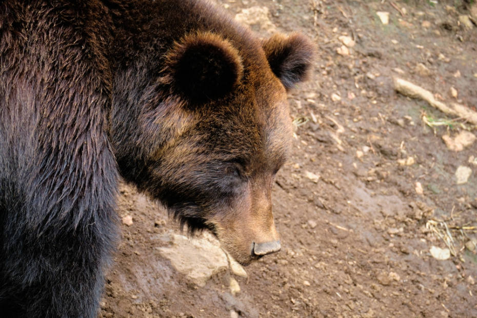    Shutterstock/FOTODOM