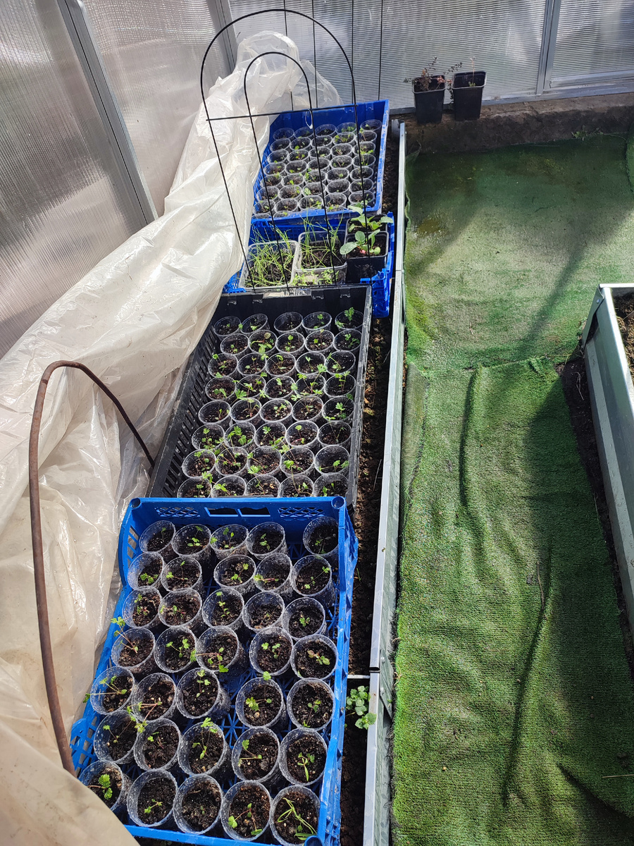 Прострелы сидят в теплице в марте 