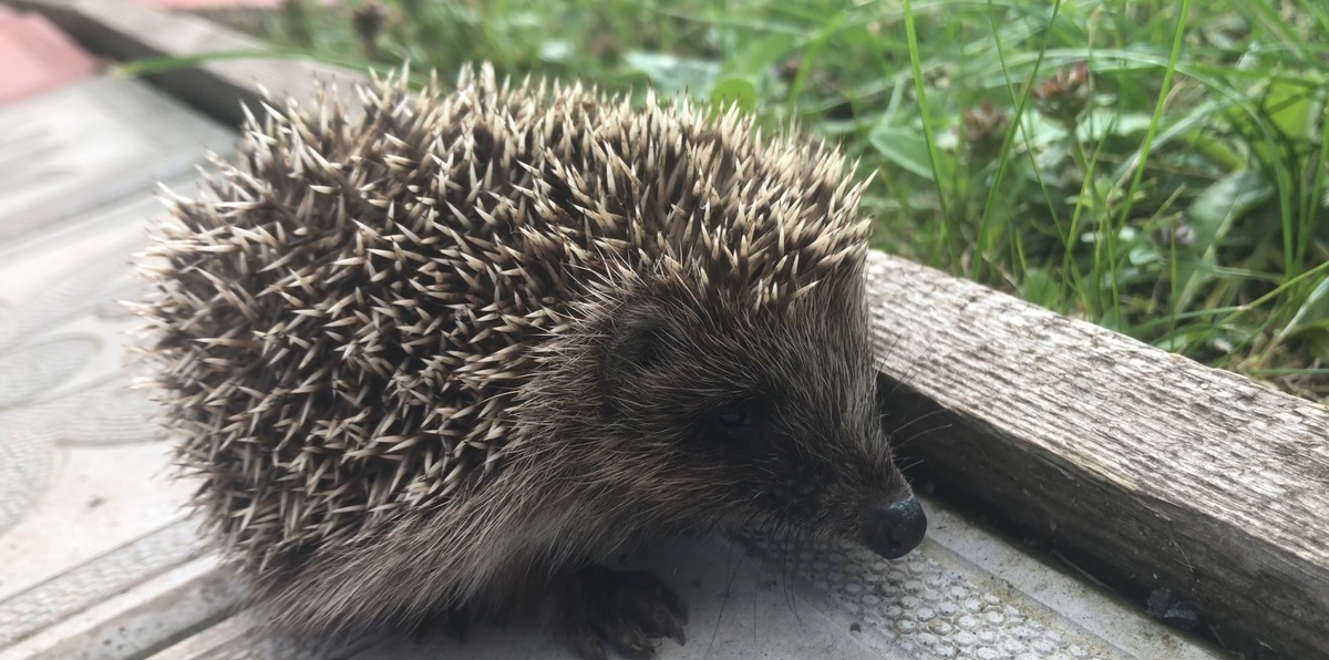 Фото автора