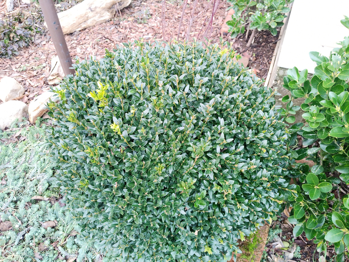 9 января 2025 года. Даже приросты выдал.