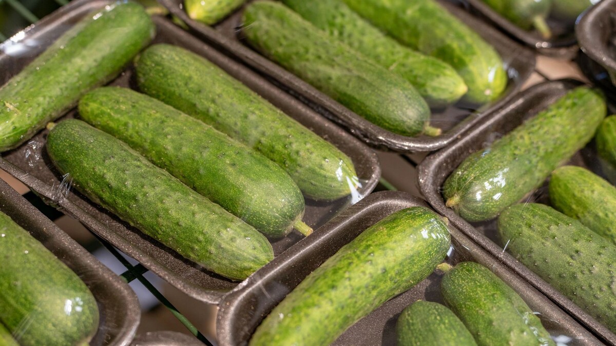    Фото: Сергей Зубков/«Ямал-Медиа»