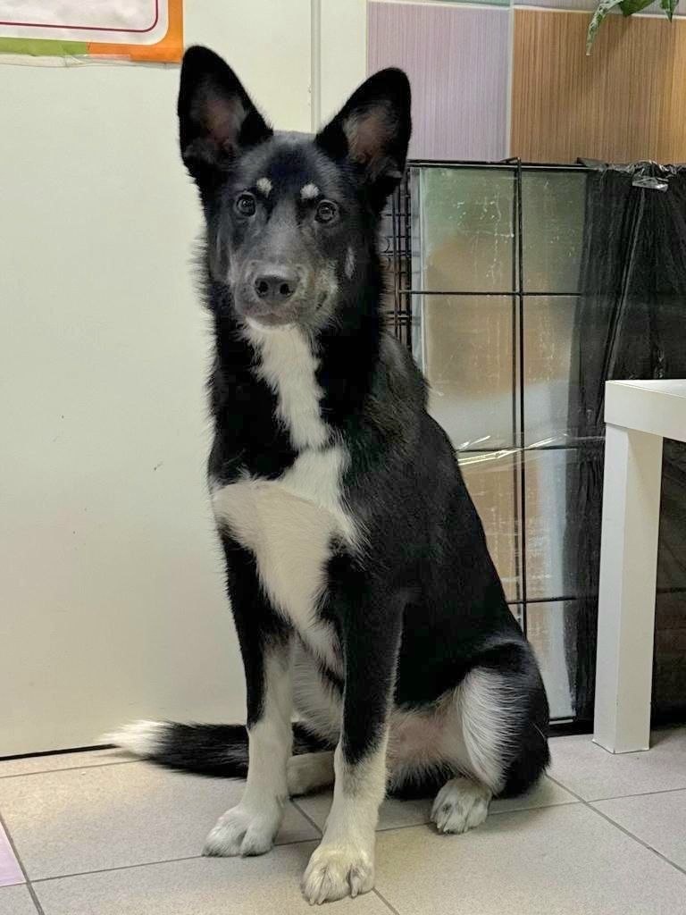 Элвис — невероятно умная и добрая собака. Лучше всего он поладит с уверенным в себе человеком, готовым брать на себя роль лидера. 