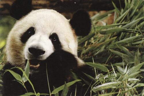 История гигантской панды Фу Бао — пушистого терапевта