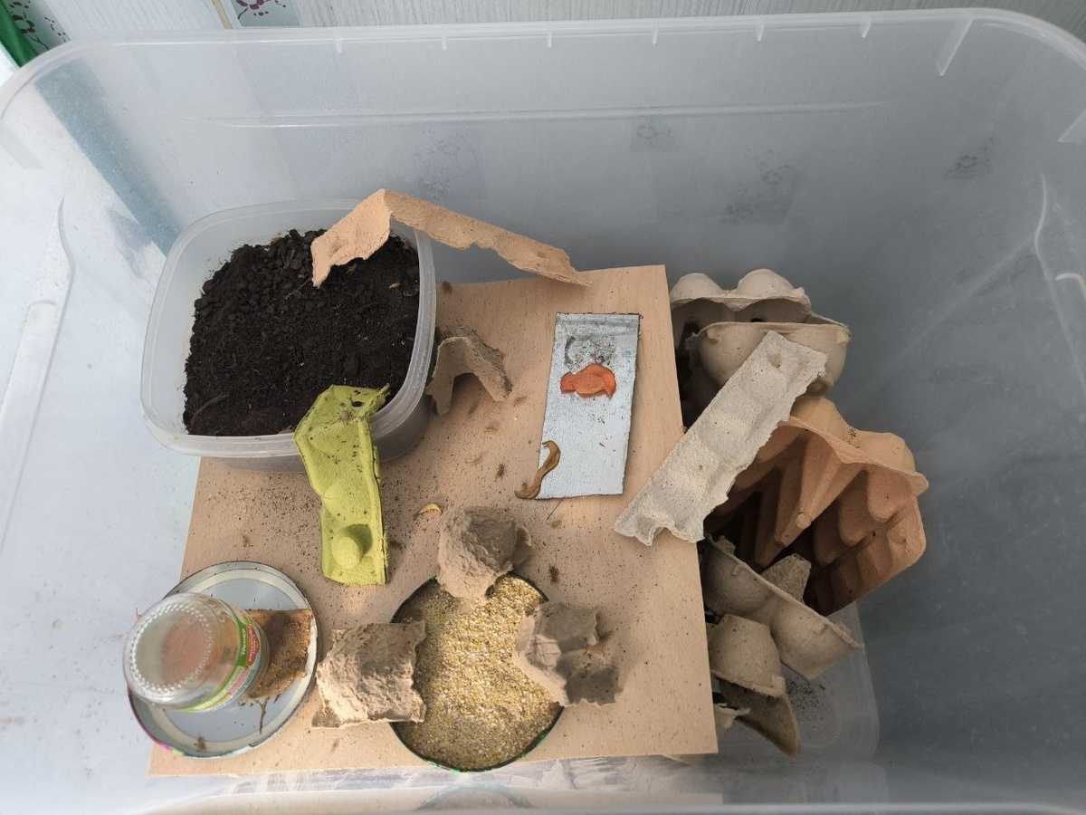 Мой инсектарий.