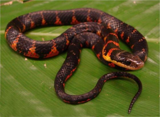 Leimadophis epinephelus (из открытых источников)