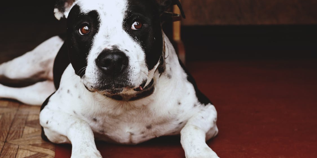 «Отпуск без чувства вины: честный гид по выбору зоогостиницы и домашней передержки»