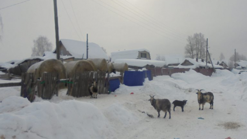    Фото Россельхознадзора