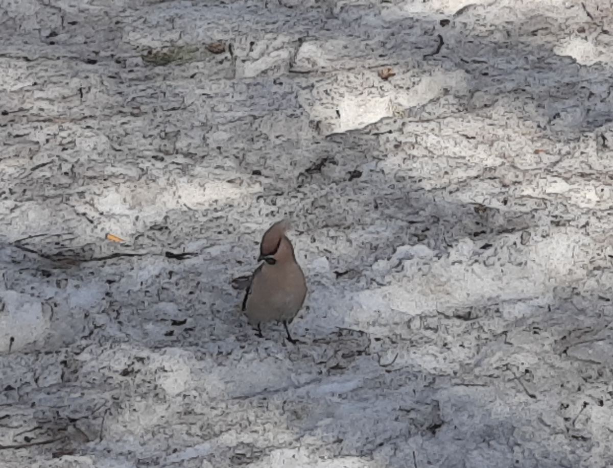 Свиристель