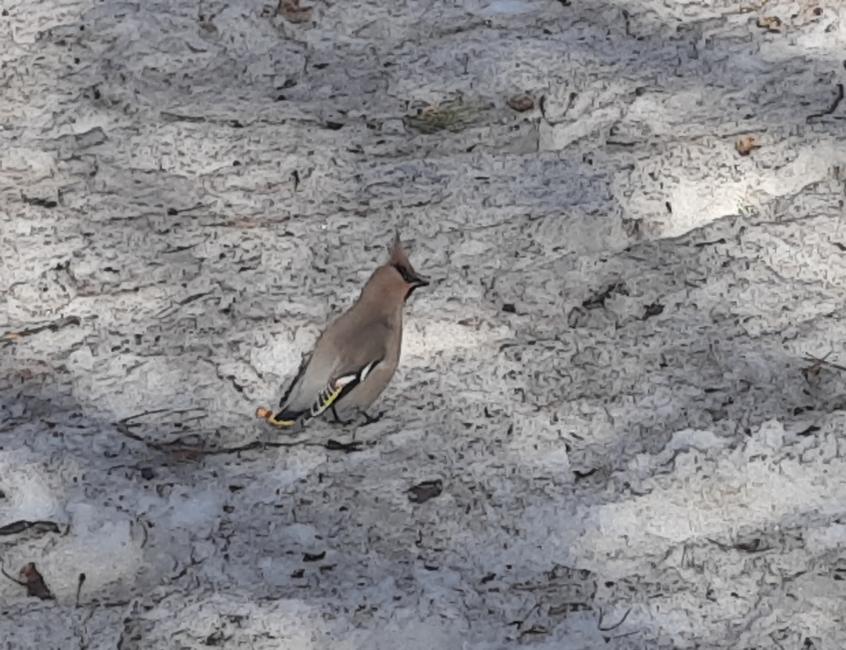 Свиристель