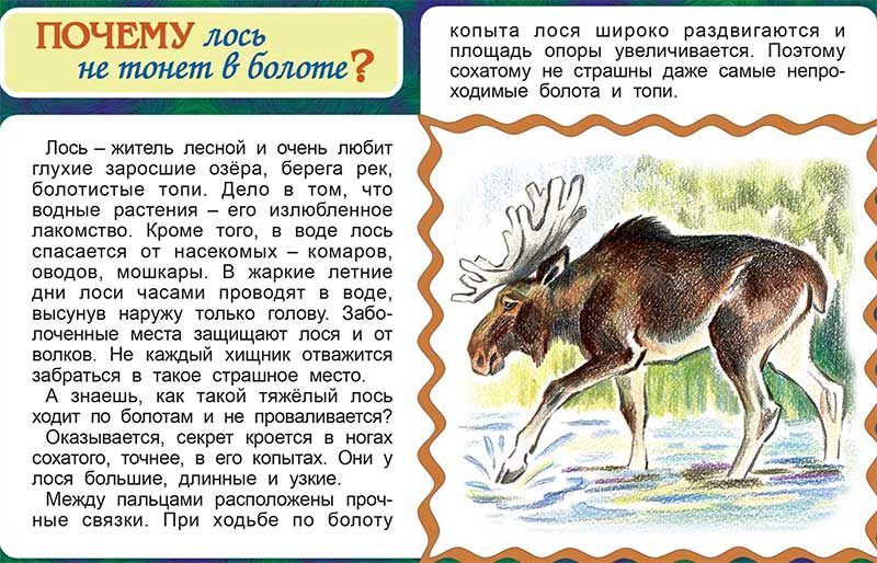 Почему лось не тонет в болоте?