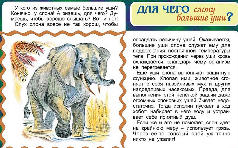 Для чего слону большие уши?