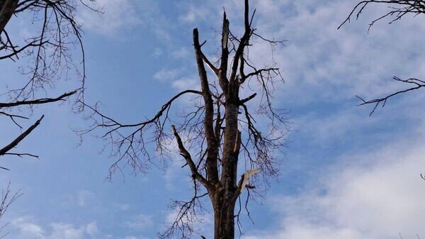    © Социальная сеть / Latvijas armija