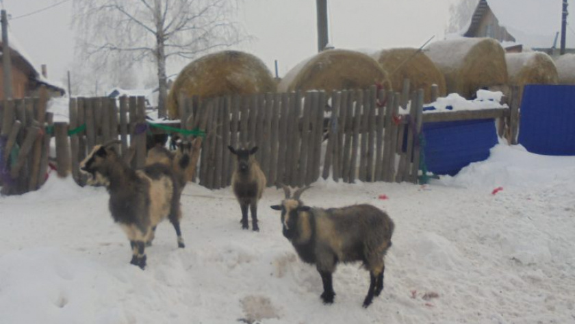    Фото Россельхознадзора