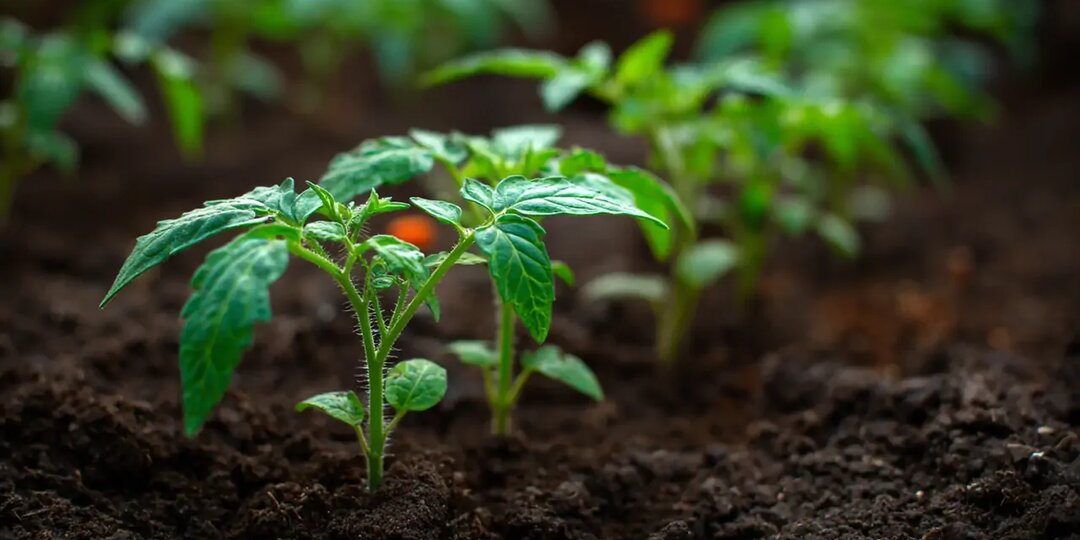 Если рассада бледная и хилая — у вас есть 3 дня, чтобы всё исправить