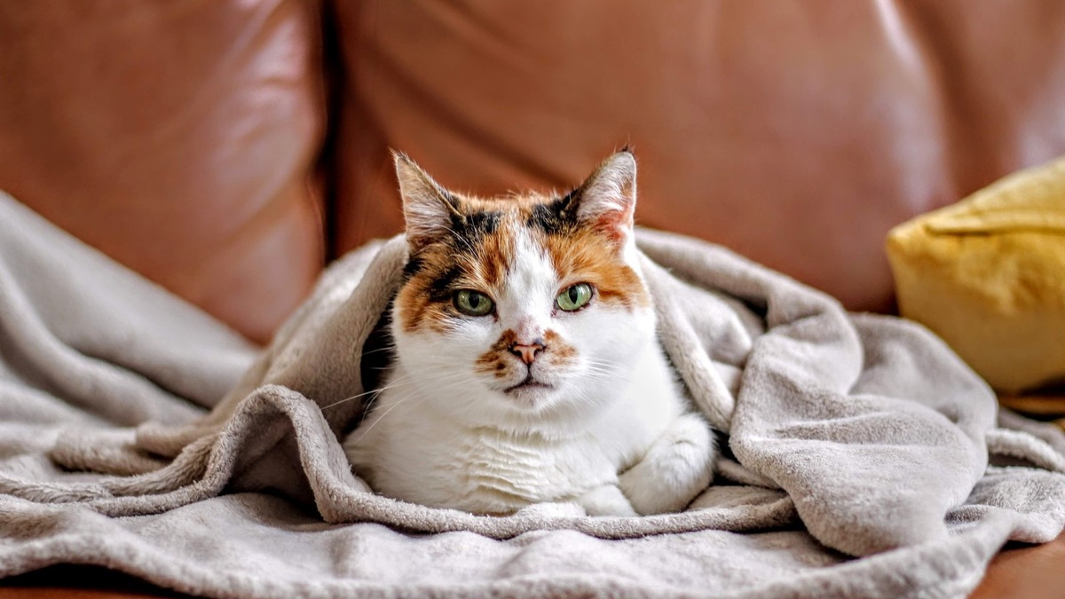    Фото несет иллюстративный характер