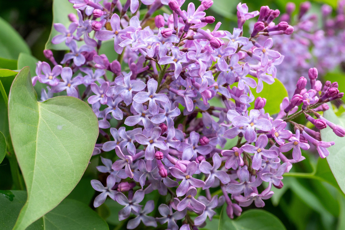 Олег Золото/«Петербургский дневник»