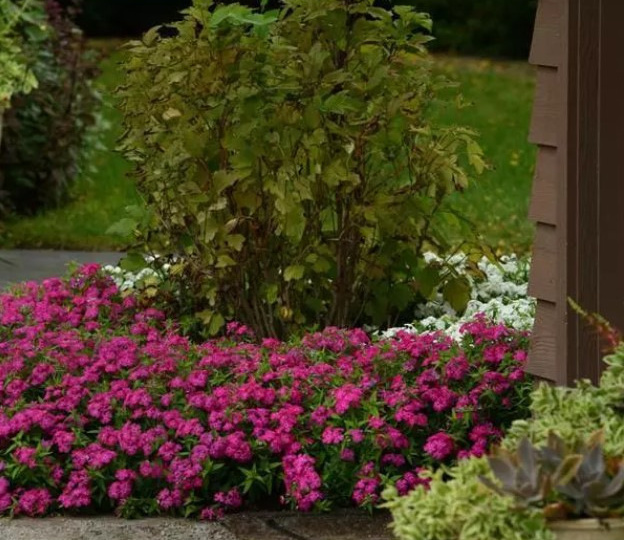 Бордюрные флоксы метельчатые серии EARLY START, цветущие в самые ранние сроки