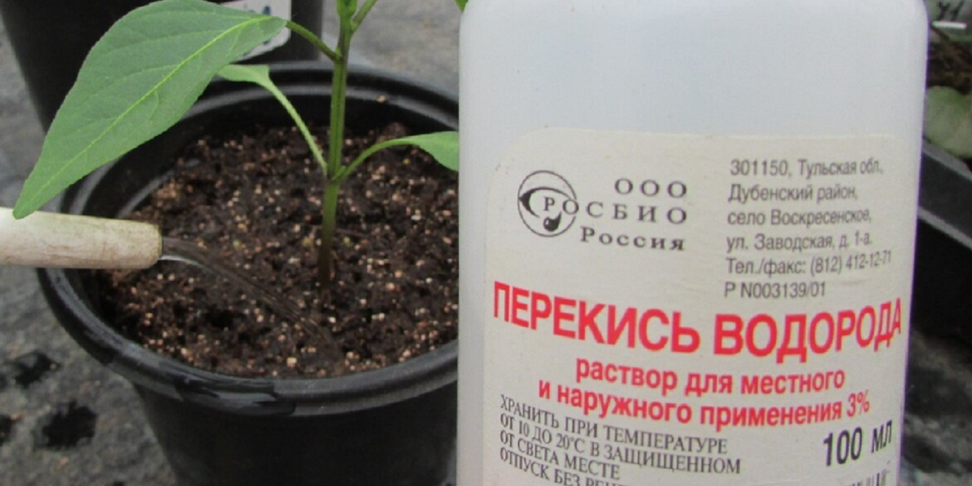 Перекись водорода лучшее средство для получения отменной рассады.