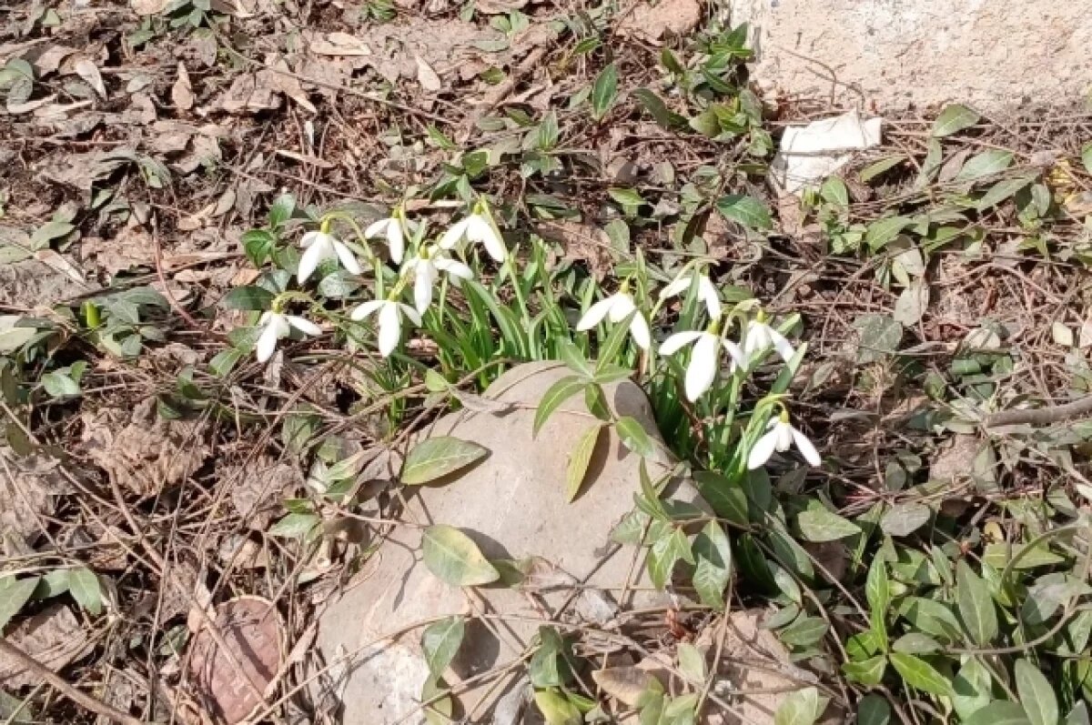    В Перми заметили первые цветы