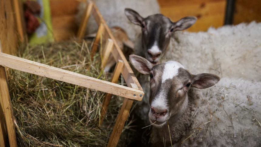   Фото: ИЗВЕСТИЯ/Сергей Лантюхов