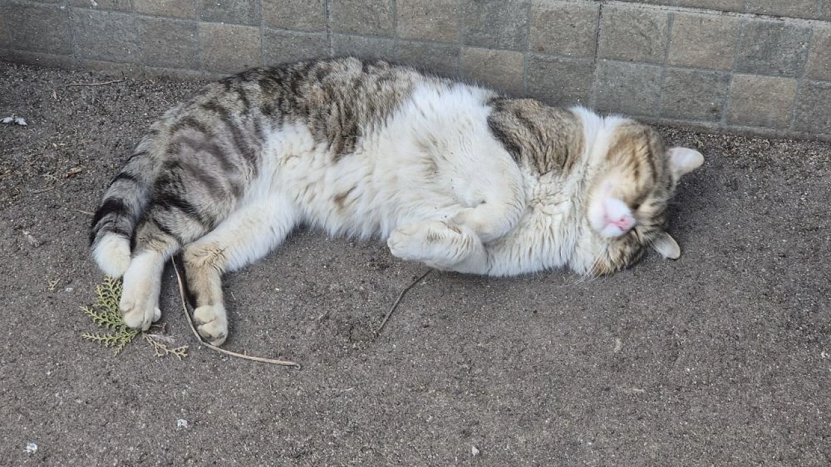    Фото: телеканал «Краснодар»