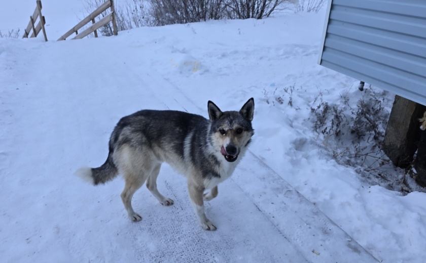 В Узловой подростка укусил бездомный пес: администрация района выплатит 30 000 рублей