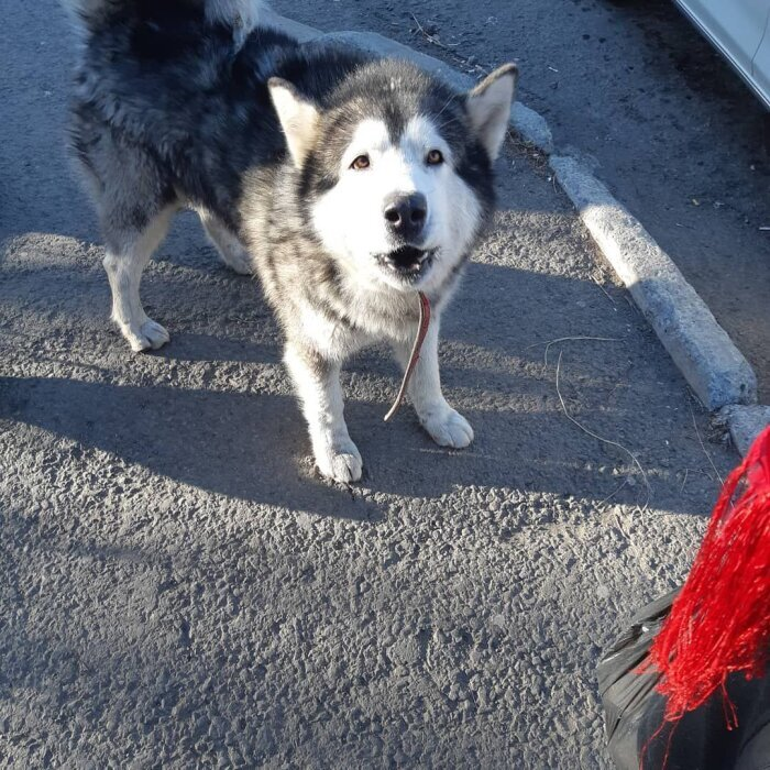 Потерялся? Если чип есть, могут найти быстрее / фото: Vostok.Today