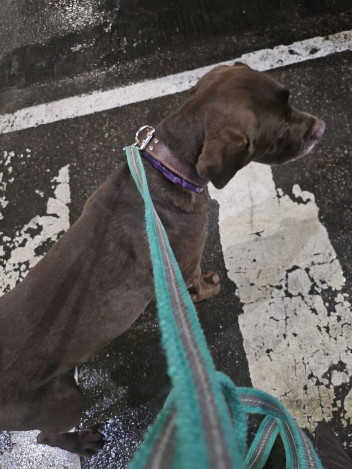 Лабрадор Купер никогда не потеряется, потому, что на улице он всегда на поводке / фото: Vostok.Today  