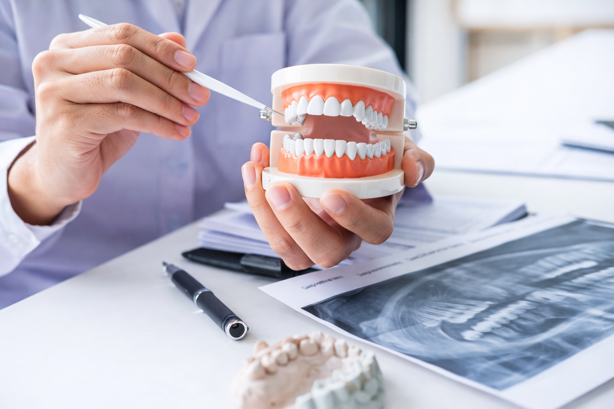 Модель челюсти